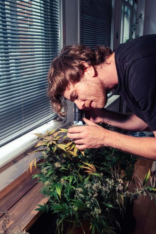 We're back baby. Week 20 - 15/08 harvest day