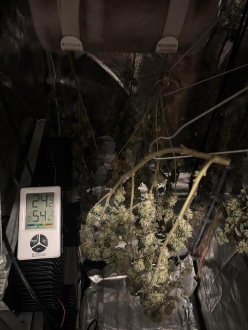 We're back baby. Week 20 - 29/08 dried