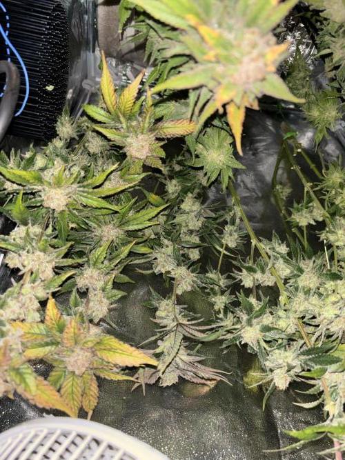 We're back baby. Week 20 - 15/08 harvest day