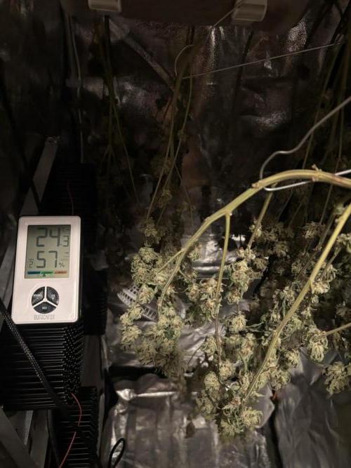 We're back baby. Week 20 - 20/08 after 5 days drying