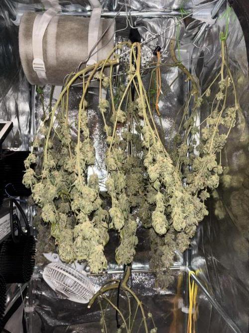 We're back baby. Week 20 - 20/08 after 5 days drying
