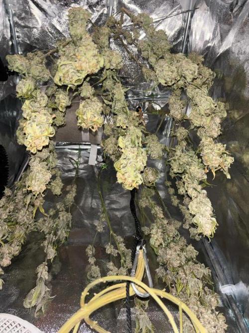 We're back baby. Week 20 - 20/08 after 5 days drying