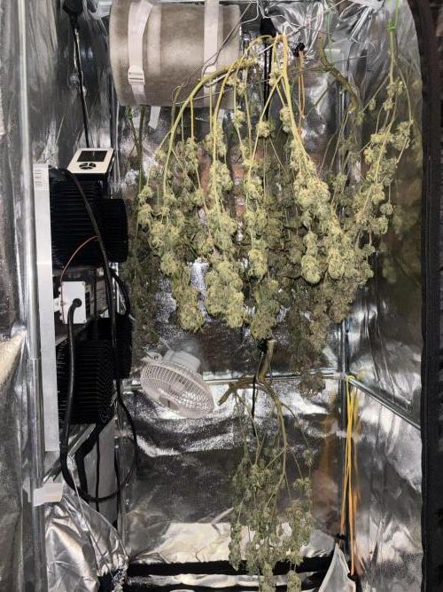 We're back baby. Week 20 - 20/08 after 5 days drying