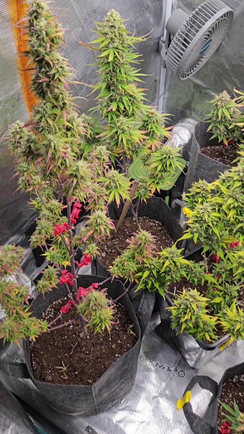 Barneys Farm Auto Grow