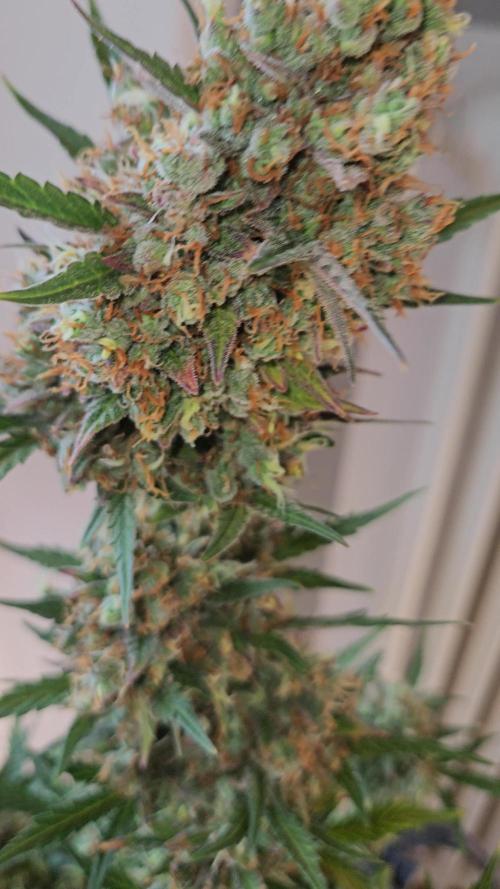 Barneys Farm Auto Grow