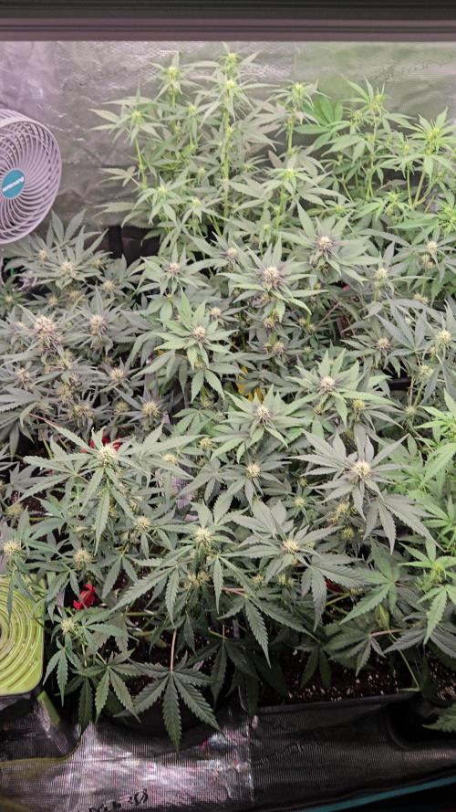 FastBuds420