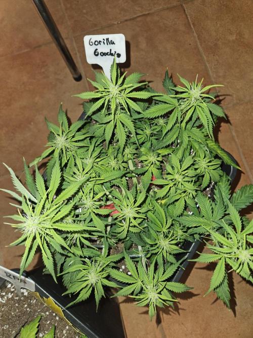 Rntz420