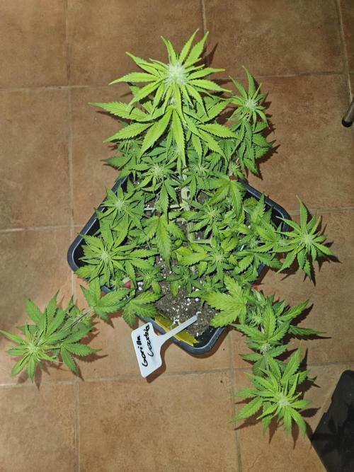 Rntz420