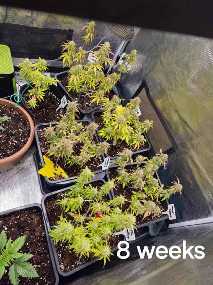 Gorilla BPP. Week 8 - 8 weeks old 