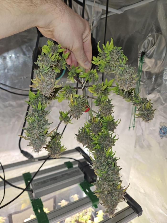 Gorilla BPP. Week 8 - Little plant banana purple punch