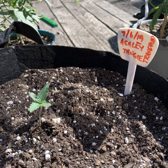 Fastbuds Tangie’matic. Week 1 - Just starting out. First outdoor grow.