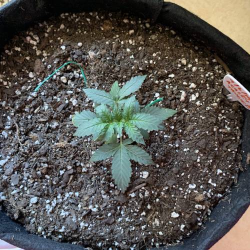 Fastbuds Tangie’matic. Week 2