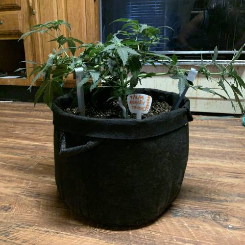 Fastbuds Tangie’matic. Week 6