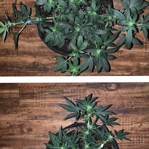 Fastbuds Tangie’matic. Week 6