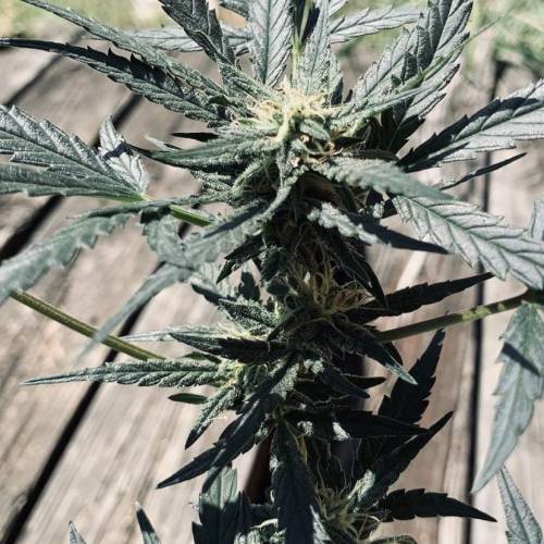 Fastbuds Tangie’matic. Week 7