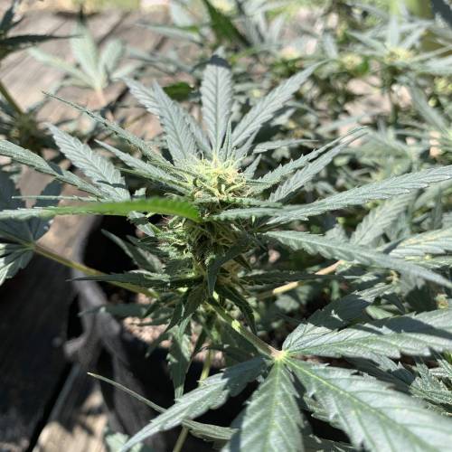 Fastbuds Tangie’matic. Week 7