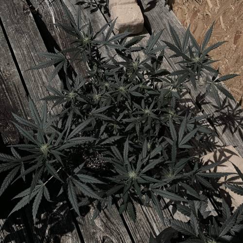 Fastbuds Tangie’matic. Week 7