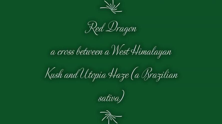 Red Dragon Hydro Gro