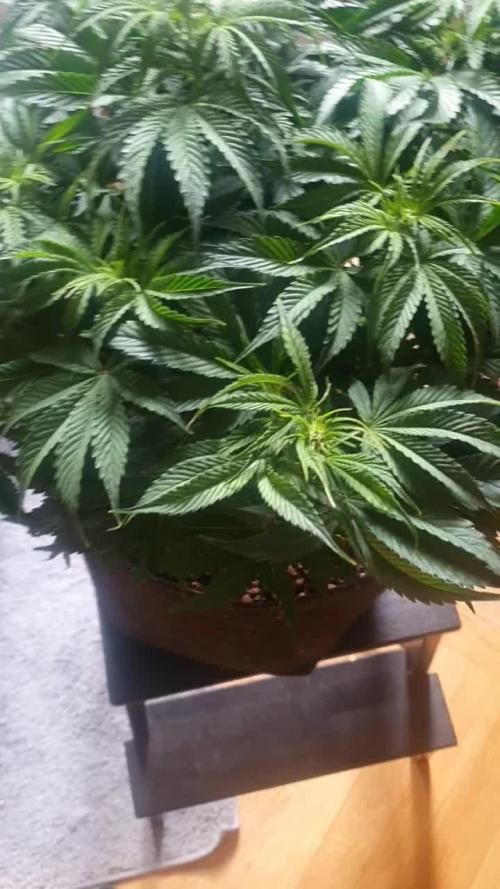 Green Crack F1 Zamnesia