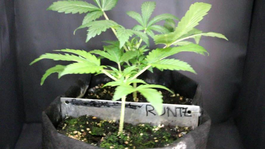 Runtz Automatic Barneys Farm