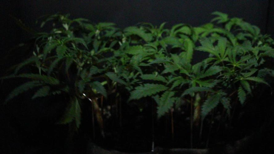 Runtz Automatic Barneys Farm