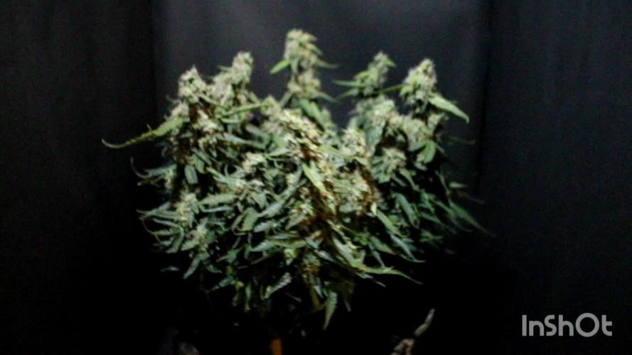 Dos-si-dos F1 Zamnesia