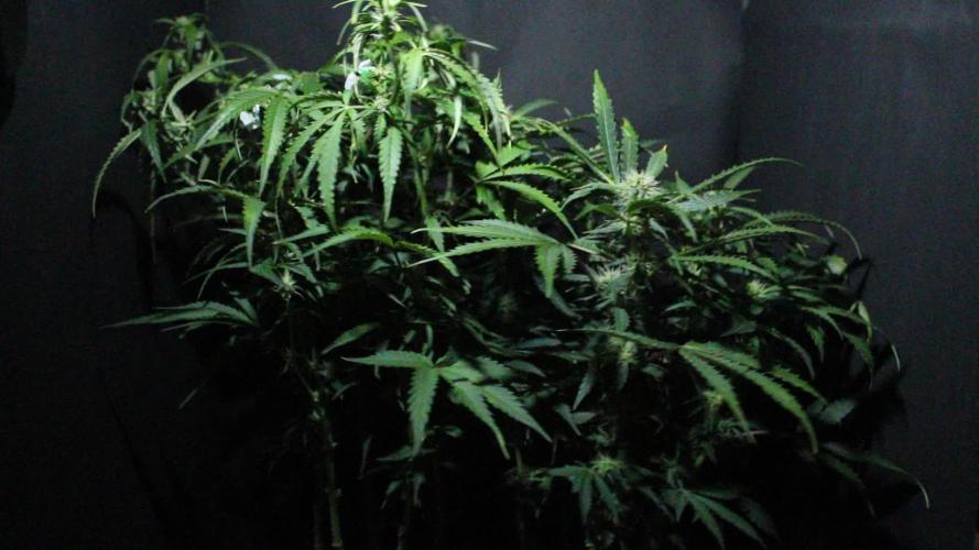 Runtz Automatic Barneys Farm