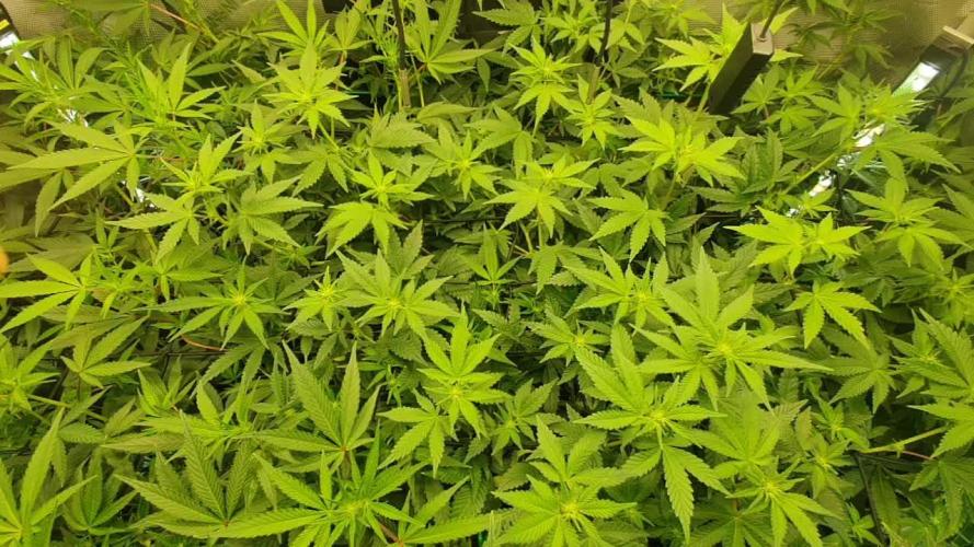 SuperSativaSeedClub Test Fast version A