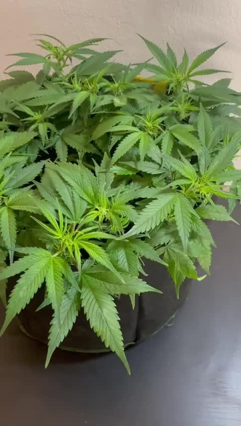 Banana Blaze Auto Dutch Passion