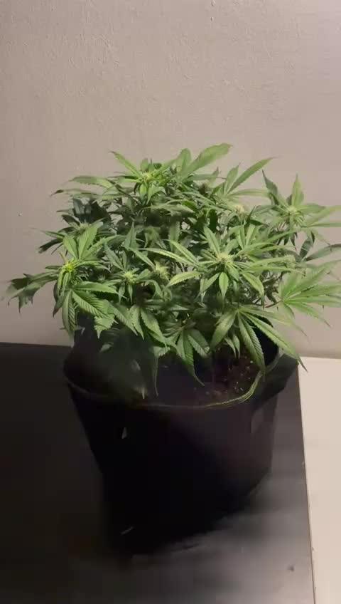Diablo Delights XL Auto Sweetseeds