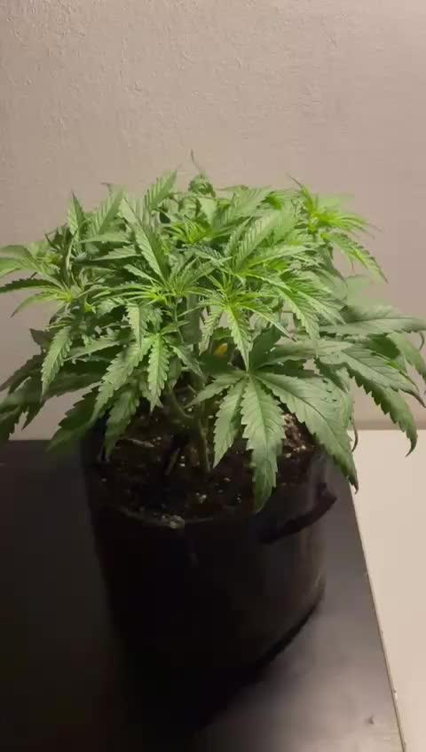 Black Runtz Weedseedsexpress