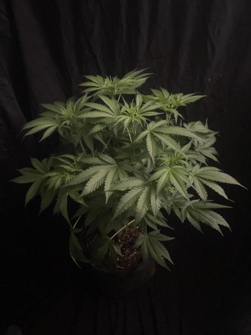 Gushers Zamnesia. Week 7