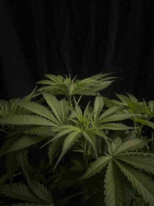 Gushers Zamnesia. Week 7