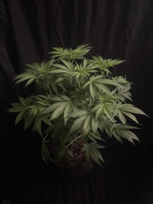 Gushers Zamnesia. Week 7