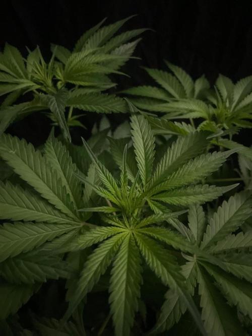 Gushers Zamnesia. Week 7