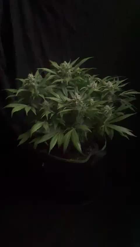 Diablo Delights XL Auto Sweetseeds