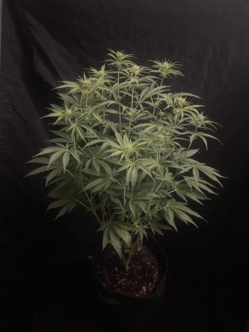 Black Runtz Weedseedsexpress. Week 7