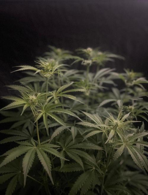 Black Runtz Weedseedsexpress. Week 7