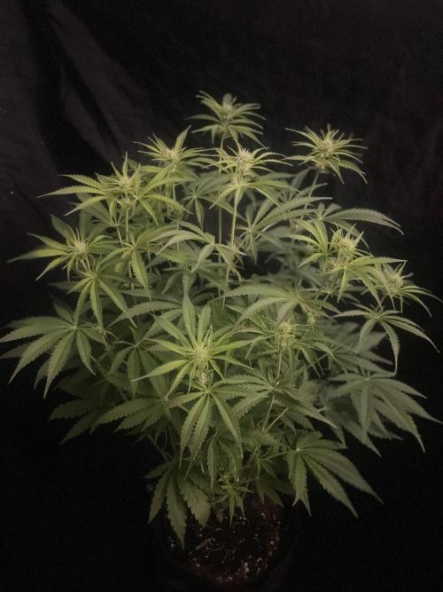 Black Runtz Weedseedsexpress. Week 7