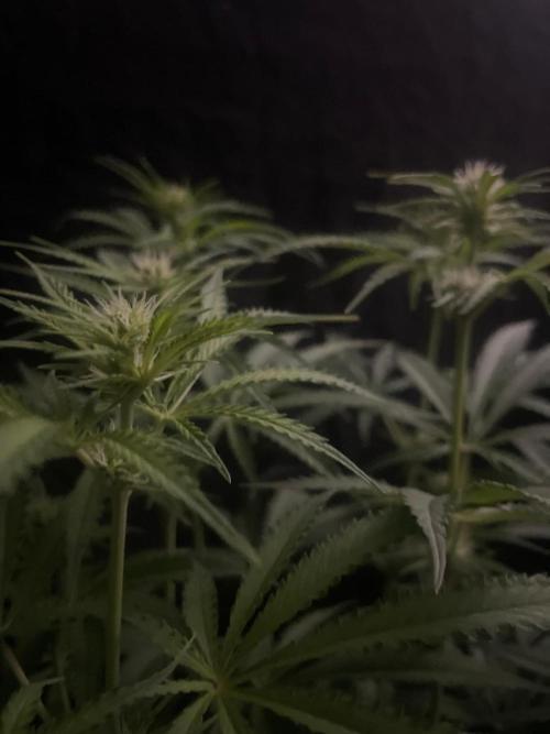 Black Runtz Weedseedsexpress. Week 7