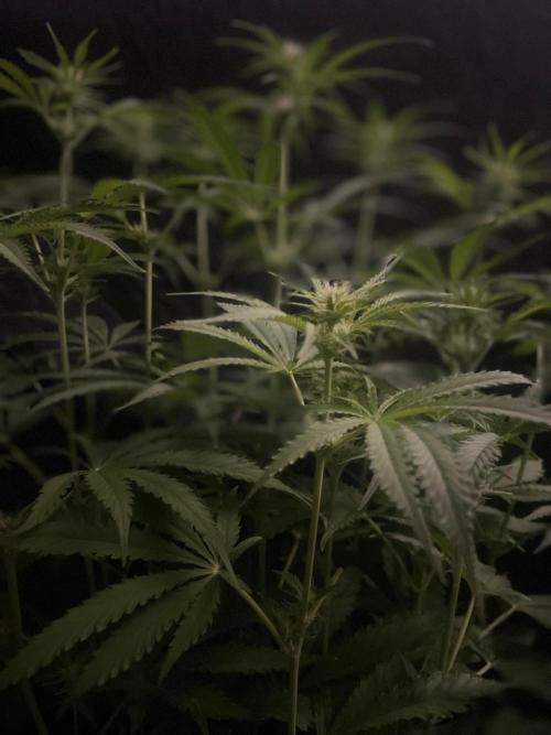 Black Runtz Weedseedsexpress. Week 7