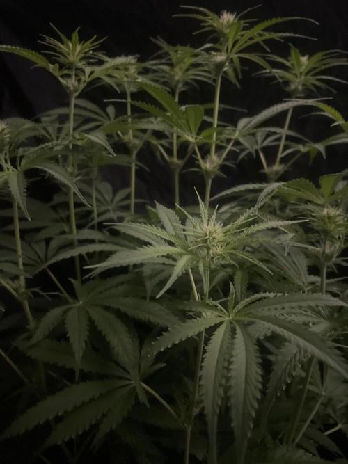 Black Runtz Weedseedsexpress. Week 7