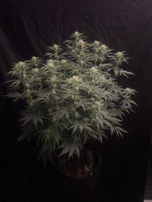 Biscotti Zamnesia. Week 8