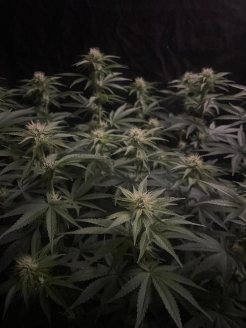 Biscotti Zamnesia. Week 8