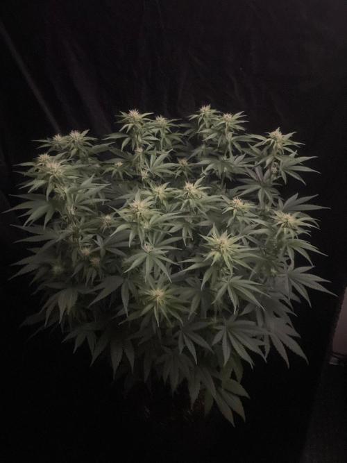 Biscotti Zamnesia. Week 8