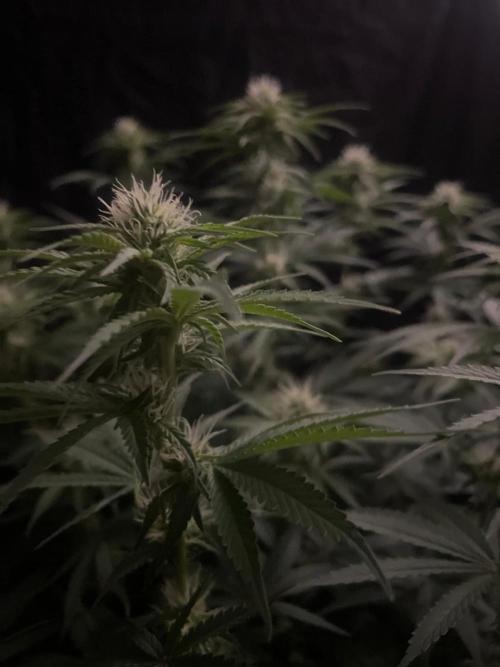 Biscotti Zamnesia. Week 8