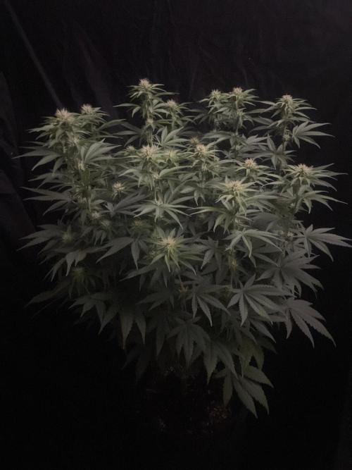 Biscotti Zamnesia. Week 8