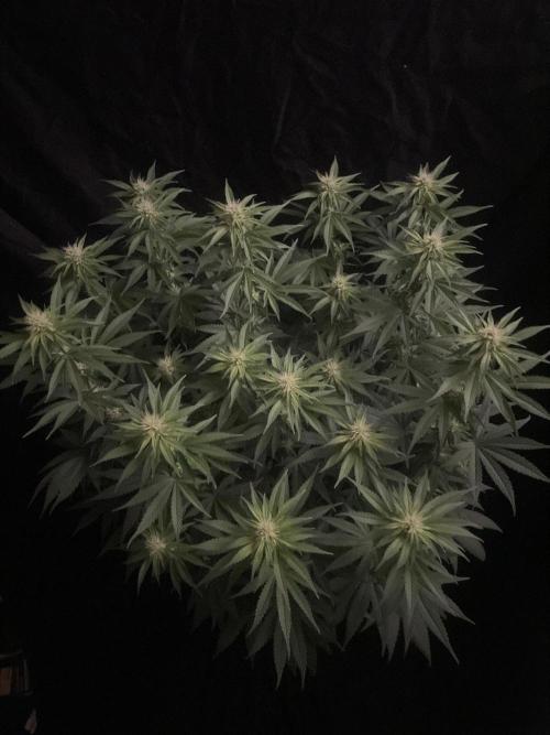 Biscotti Zamnesia. Week 8