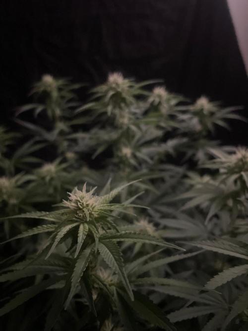 Biscotti Zamnesia. Week 8