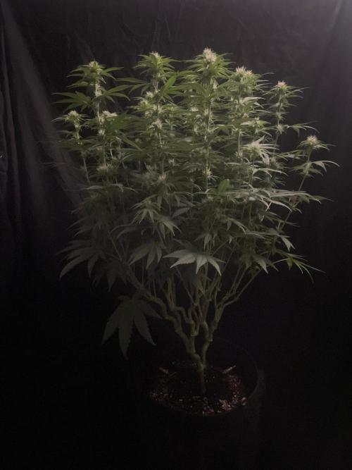 Biscotti Zamnesia. Week 8